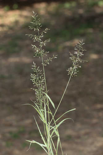 Eragrostis cilianensis