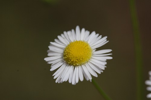 Erigeron strigosus #1