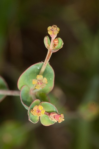 Euphorbia floridana #10