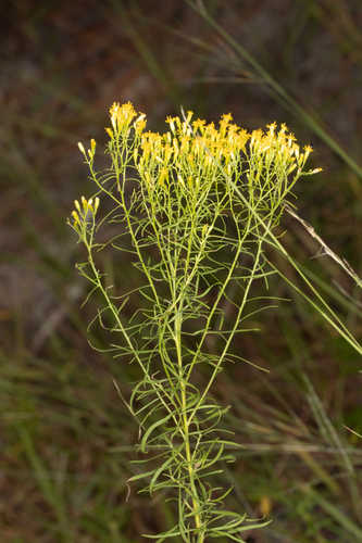Euthamia caroliniana