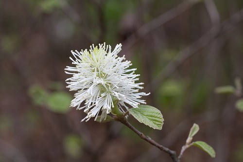 Fothergilla gardenii #11