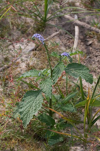 heliotropium indicum