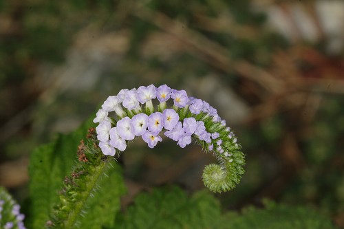 heliotropium indicum