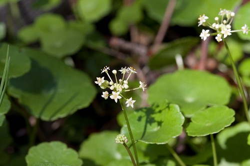 Hydrocotyle umbellata #1