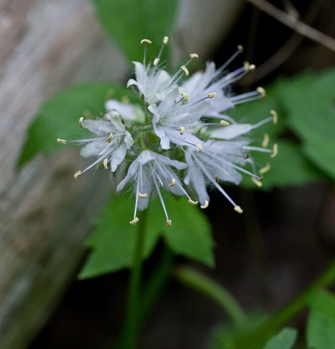 Hydrophyllum virginianum #23