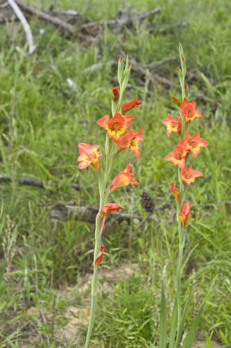 Gladiolus dalenii #6