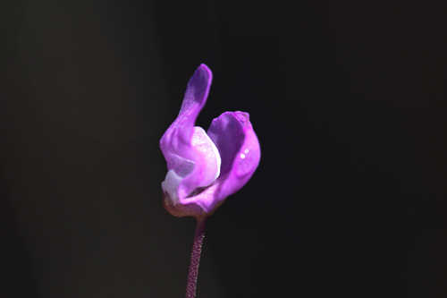 Utricularia purpurea #3