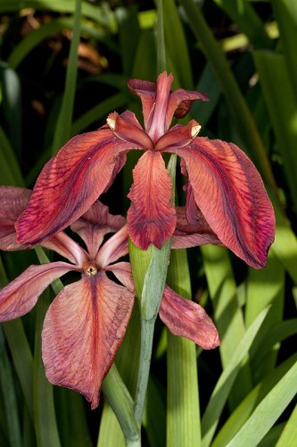 Iris nelsonii #3