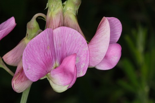 Lathyrus latifolius #2