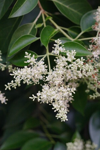 Ligustrum japonicum #1