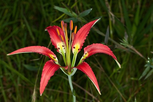 Lilium catesbaei #30