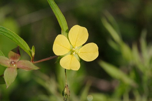 Ludwigia alternifolia #1