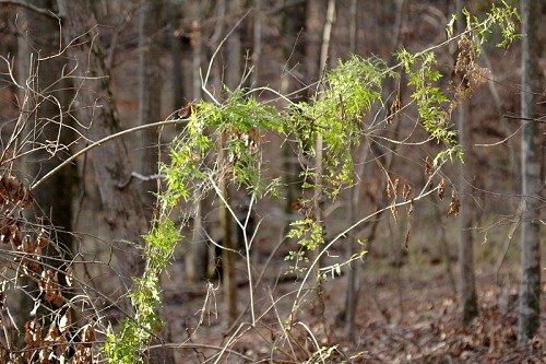 Lygodium japonicum #3