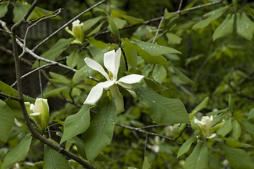 Magnolia fraseri #13