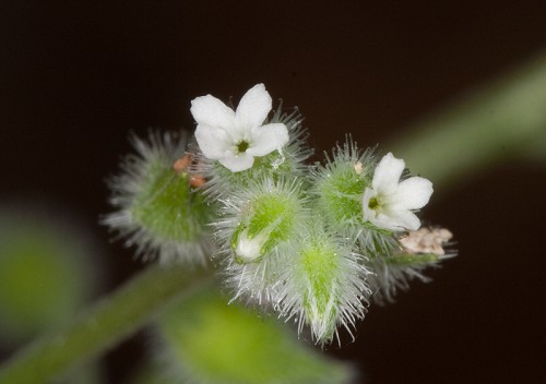 Myosotis macrosperma #6