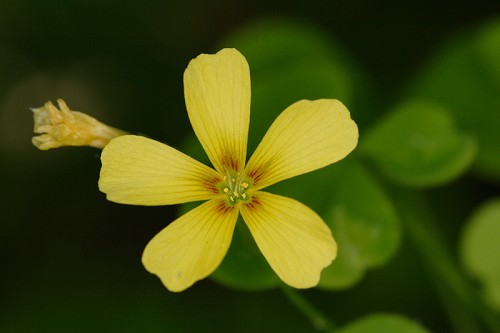 Oxalis grandis