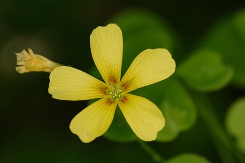 Oxalis grandis #3