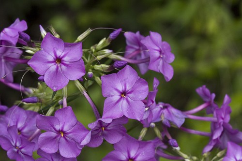 Phlox glaberrima #2