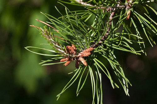 Pinus pungens #8