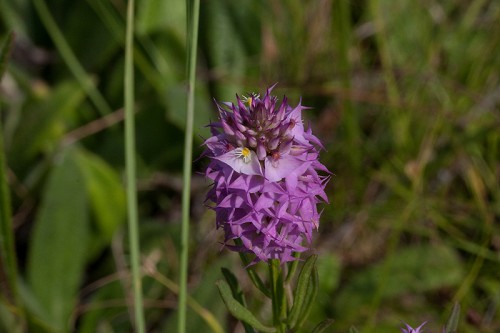 Polygala cruciata #11