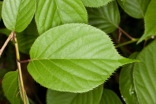 Prunus serrulata