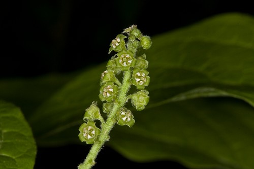 Pyrularia pubera #1