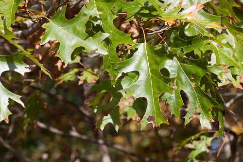 Quercus coccinea #1