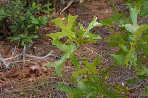 Quercus laevis #1