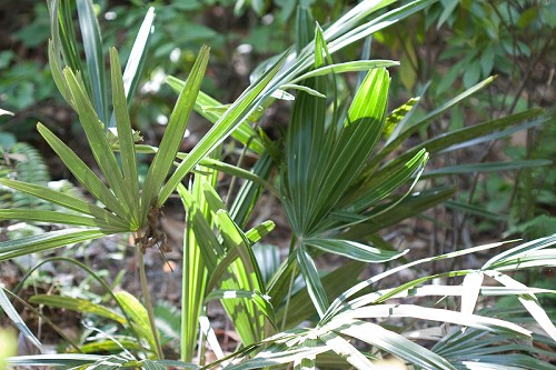 Rhapidophyllum hystrix #1