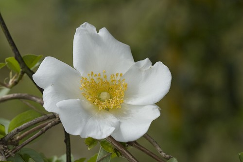 Yellow Scotch Rose Flower in the Garden. Latin: Rosa Laevigata or