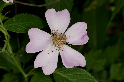 Rosa setigera #1