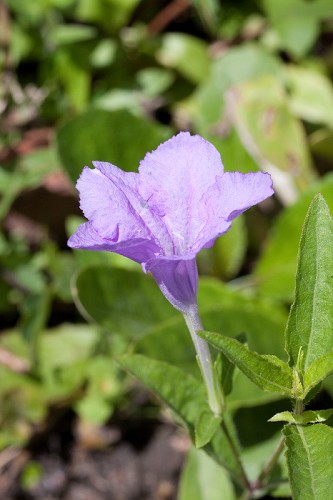 Ruellia pedunculata #17