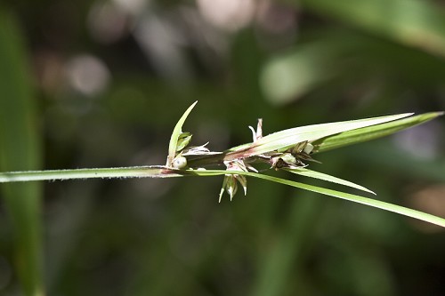 Scleria triglomerata #1