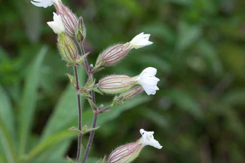Silene Latifolia
