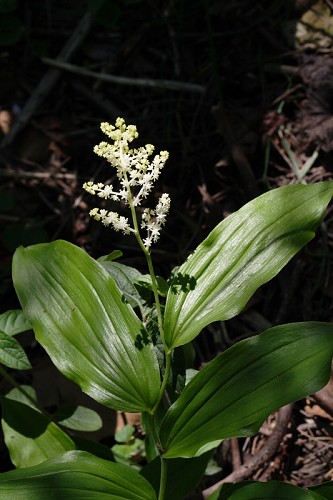 Maianthemum racemosum #10