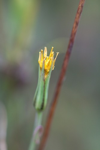 Tragopogon dubius #13