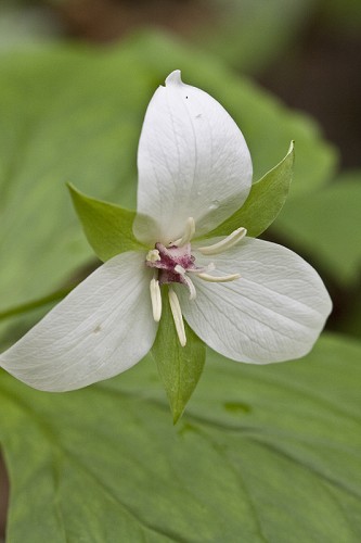 Trillium flexipes #1