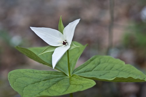 trillium simile trillium simile