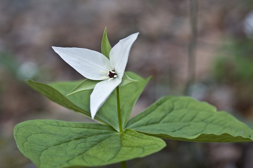 Trillium simile #1