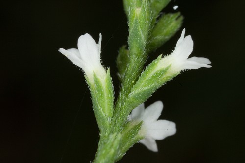Verbena urticifolia #13