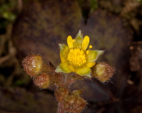 Waldsteinia Fragarioides Waldsteinia Fragarioides