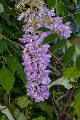 Wisteria frutescens #1