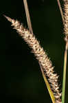 Upright sedge