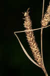 Upright sedge