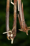 Upright sedge