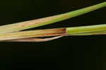 Upright sedge