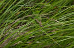 Upright sedge