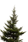 Fraser fir