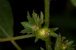 Common threeseed mercury