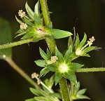 Common threeseed mercury